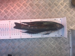 Odax pullus
