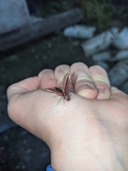 Serropalpus substriatus