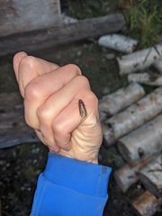 Serropalpus substriatus