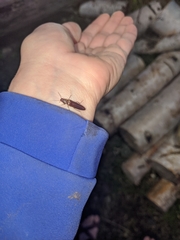 Serropalpus substriatus