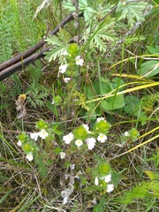 Euphrasia hirtella