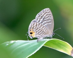 Jamides alecto ageladas