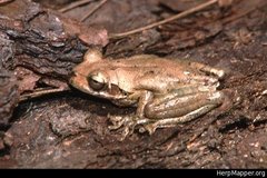 Hyla walkeri