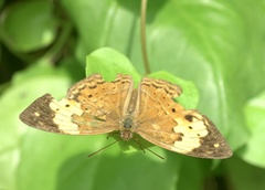 Cupha erymanthis lotis