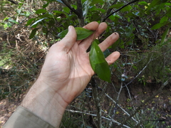 Cryptocarya triplinervis pubens