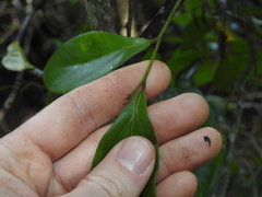 Cryptocarya triplinervis pubens