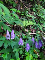 Aconitum formosanum