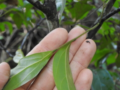 Cryptocarya triplinervis pubens