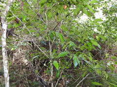 Cryptocarya triplinervis pubens