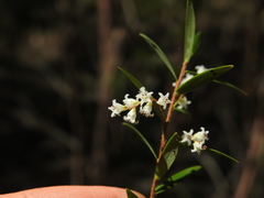 Leucopogon pimeleoides