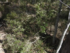 Leucopogon pimeleoides