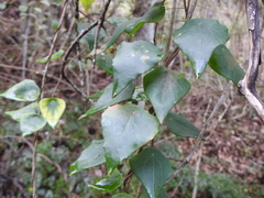 Echinostephia aculeata