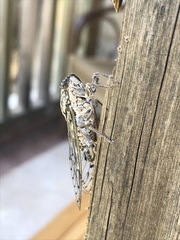 Cicada mordoganensis