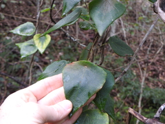 Echinostephia aculeata