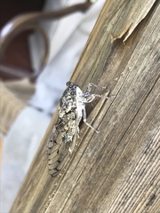 Cicada mordoganensis