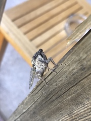 Cicada mordoganensis