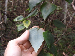 Echinostephia aculeata