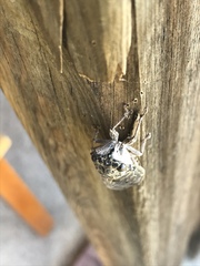 Cicada mordoganensis