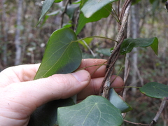 Echinostephia aculeata