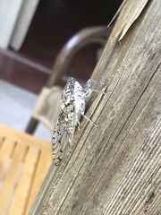 Cicada mordoganensis