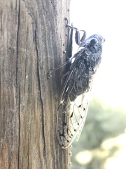 Cicada mordoganensis
