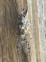 Cicada mordoganensis