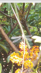 Chalcolestes viridis