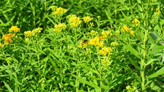 Cerceris rybyensis