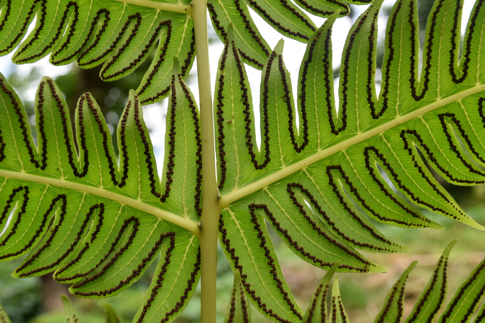 Cyathea horrida