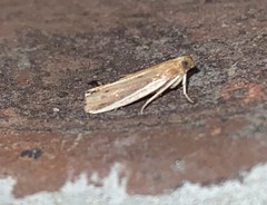 Peoria roseotinctella