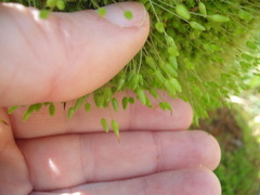 Leptostomum macrocarpum