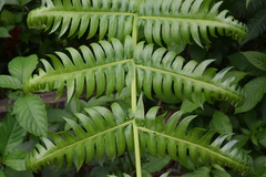 Cyathea horrida