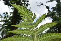 Cyathea horrida