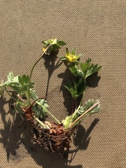 Potentilla hyparctica