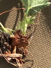 Potentilla hyparctica