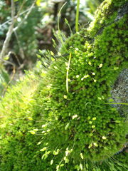 Leptostomum macrocarpum