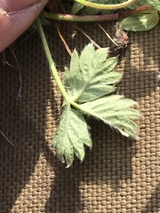 Potentilla hyparctica