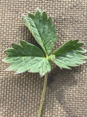 Potentilla hyparctica