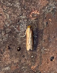 Peoria roseotinctella