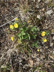 Potentilla hyparctica
