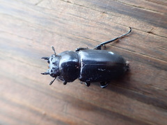 Dorcus rubrofemoratus yamadai