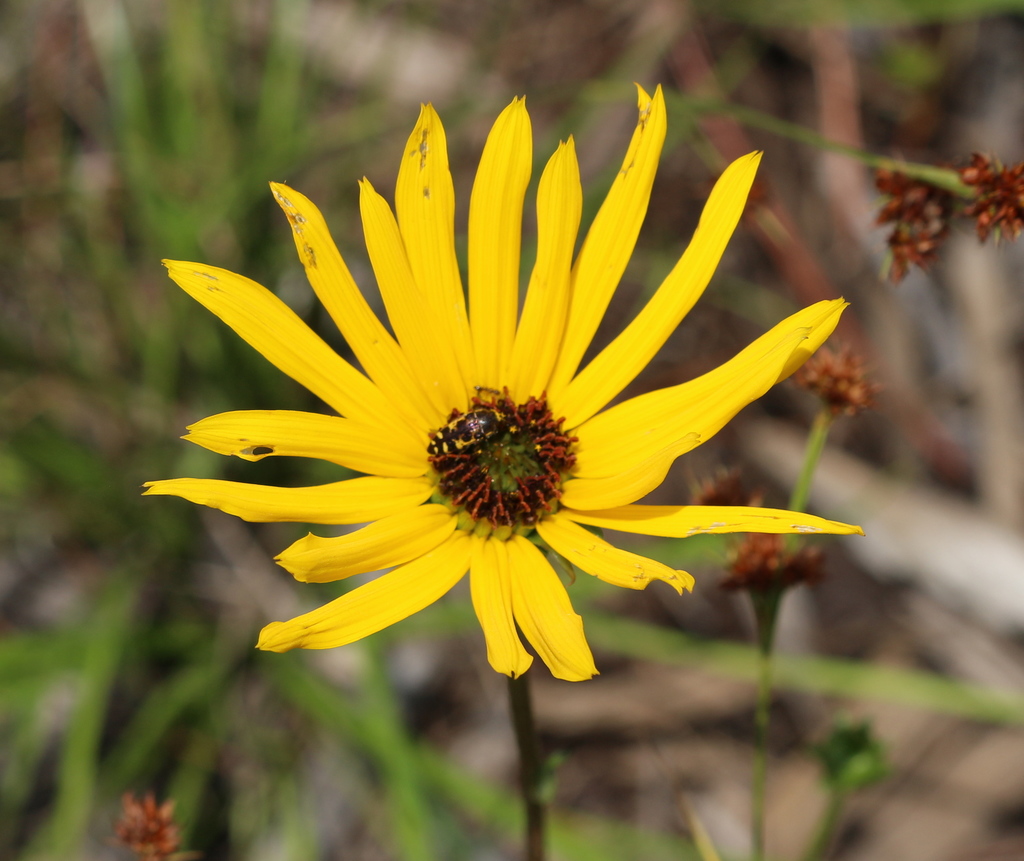 Variableleaf Sunflower