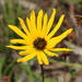Helianthus heterophyllus - Photo (c) Lena Zappia,  זכויות יוצרים חלקיות (CC BY-NC), הועלה על ידי Lena Zappia