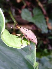 Metaprodioctes formosanus