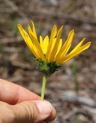 Helianthus heterophyllus