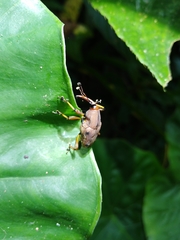 Metaprodioctes formosanus