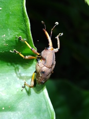 Metaprodioctes formosanus