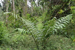 Cyathea horrida