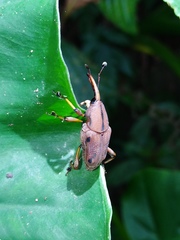 Metaprodioctes formosanus