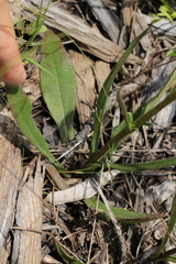 Helianthus heterophyllus
